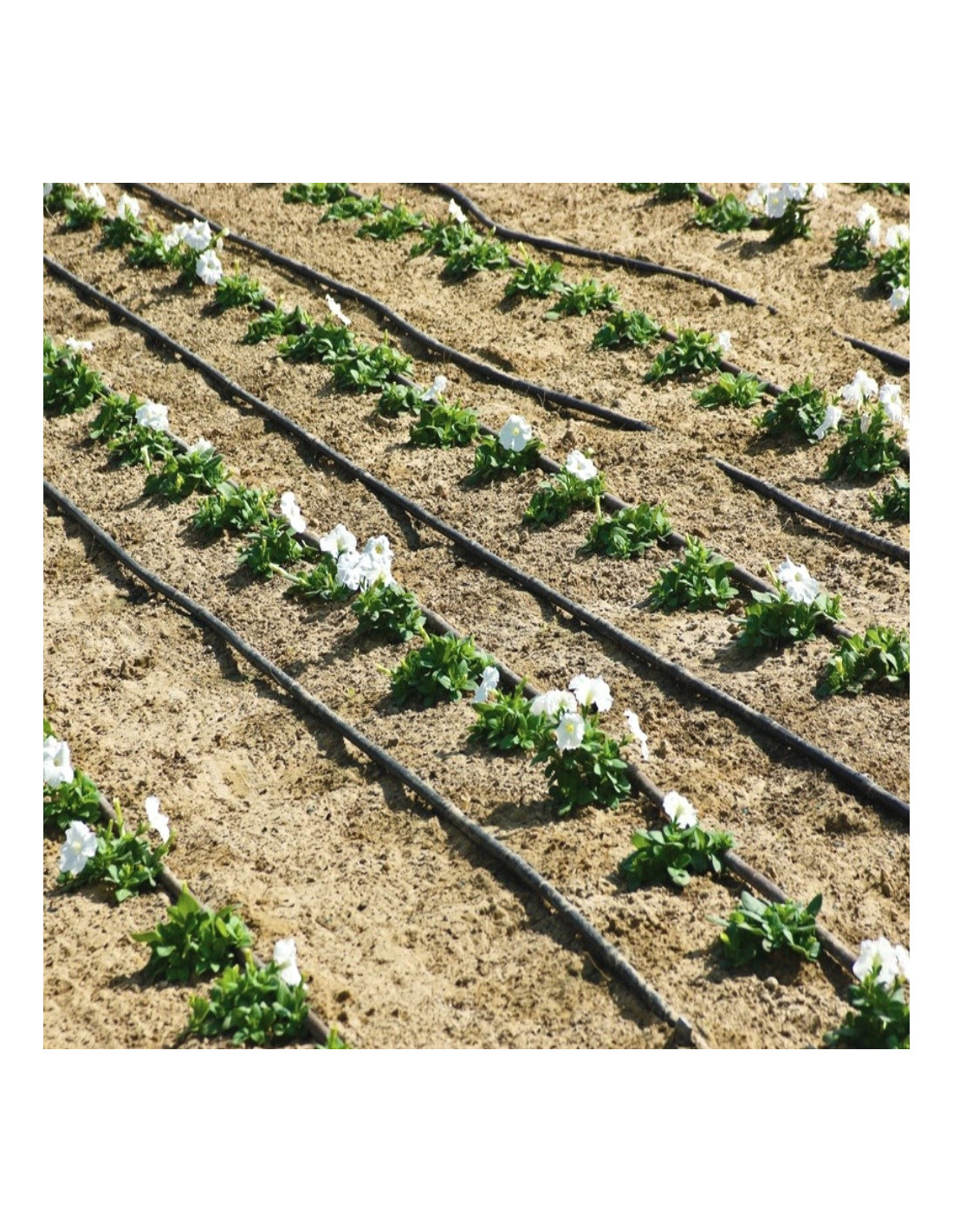 Drip Irrigation System / Tank - Image 4