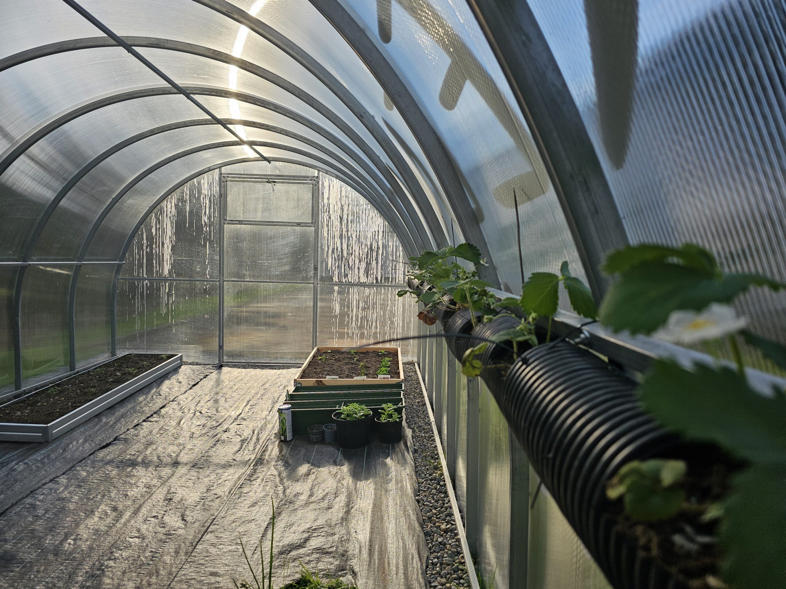 Polycarbonate greenhouse “Classic” 3x12m - Image 6