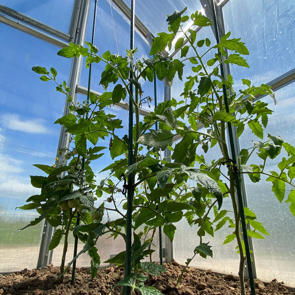 Support Plant Stake (5 Pack) - Image 2